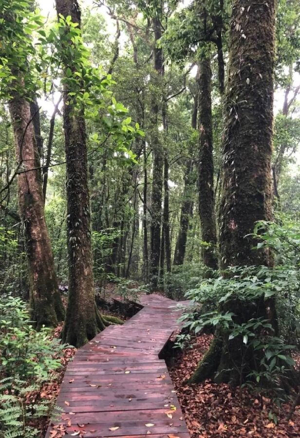 因他农山森林步道