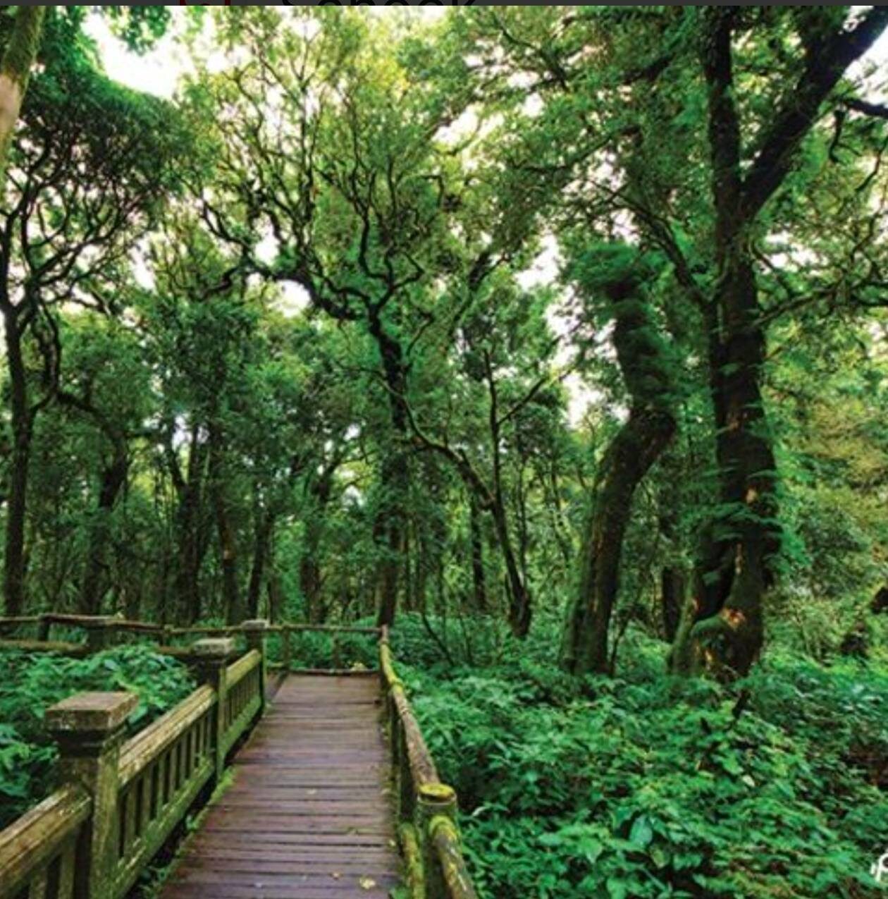 因他农山的森林与山景